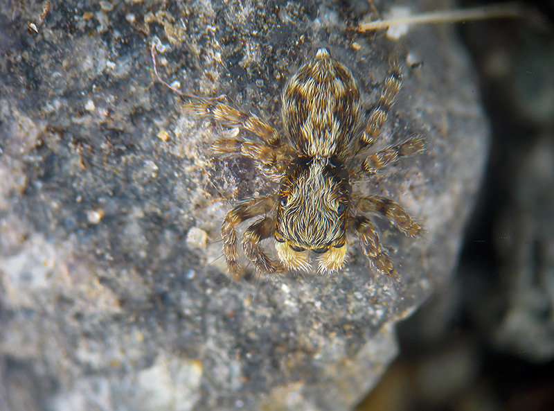 Pseudeuophrys sp. - Albizzate (VA)